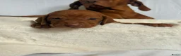 Hungarian Vizsla dogs for sale: Hungarian Vizsla Puppies  - Advert 6