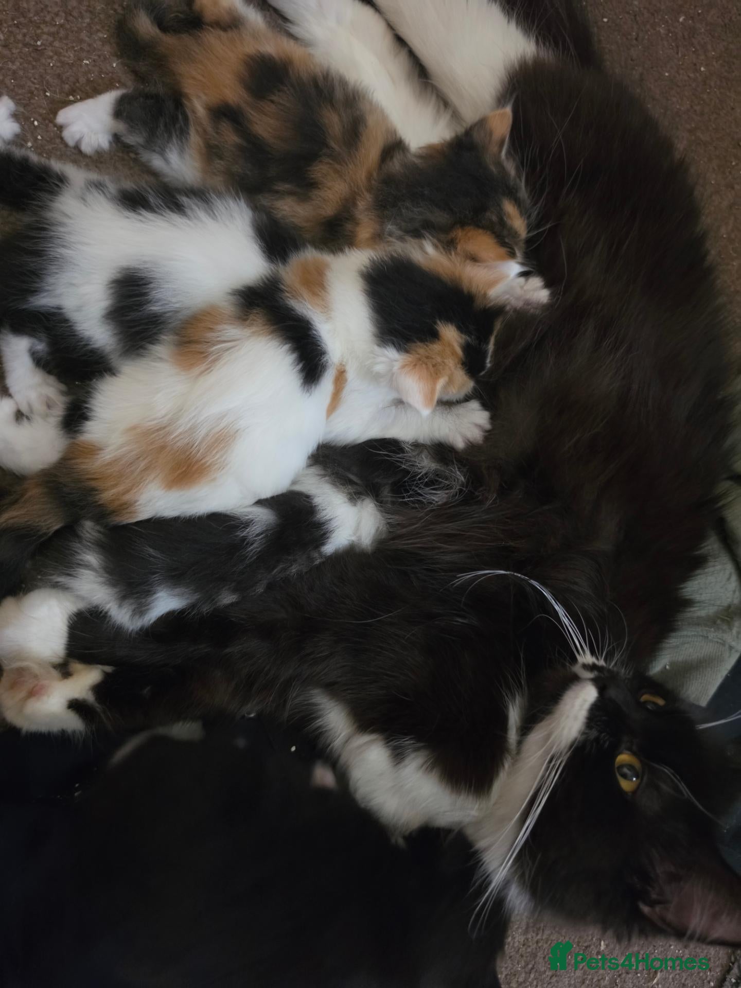 Mixed Breed cats Half British Blue Kittens - Advert 2