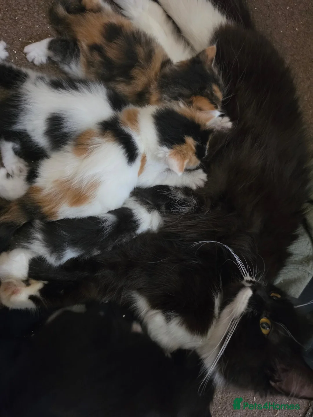 Mixed Breed cats for sale: Half British Blue Kittens - Advert 1