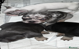 French Bulldog dogs for sale: READY NOW French bulldog puppies  - Advert 6