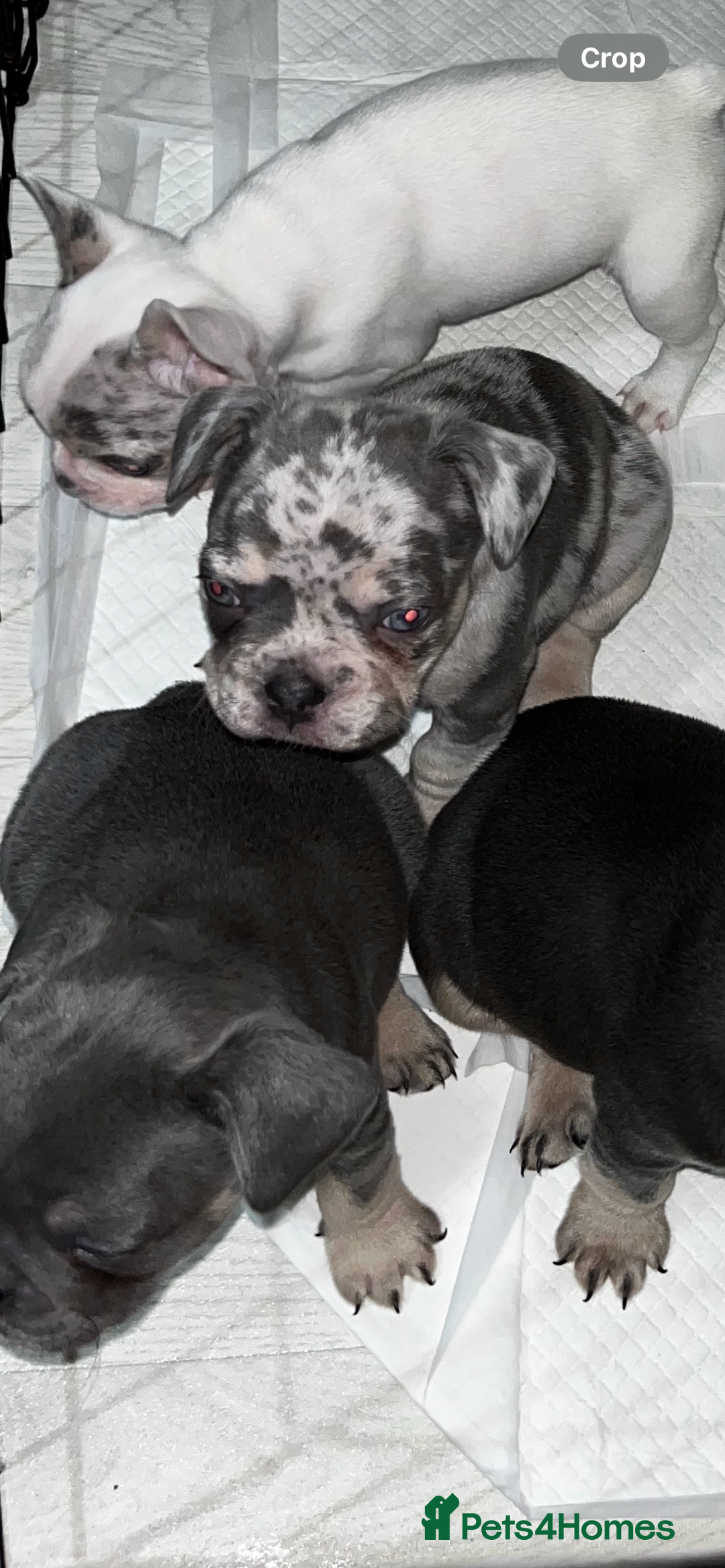 French Bulldog dogs for sale: READY NOW French bulldog puppies  - Advert 6