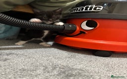 British Shorthair cats for sale: Cute moggie  - Image 7