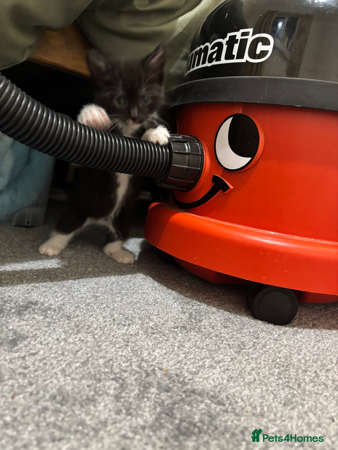 British Shorthair cats for sale: Cute moggie  - Image 7