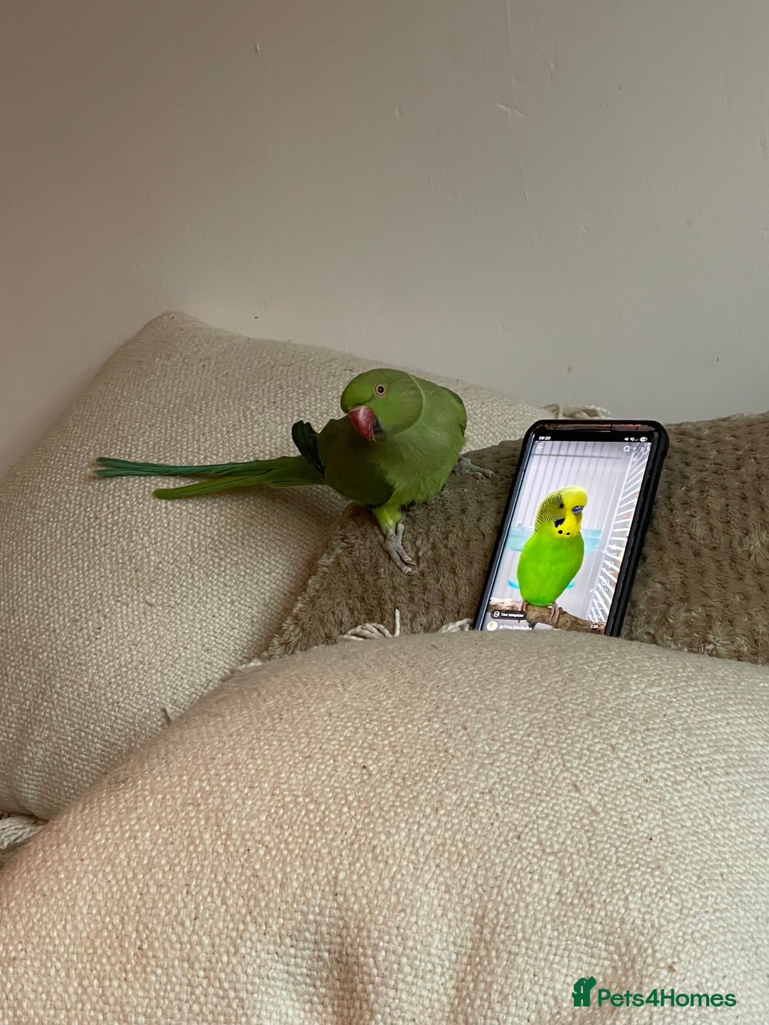 Ringnecks birds for sale: indian ringneck// cage  - Advert 2