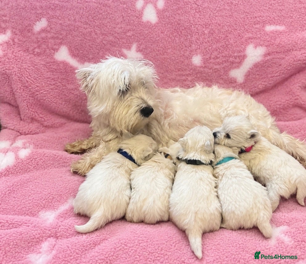West Highland Terrier dogs Beautiful west highland terrier puppies for sale  - Advert 1