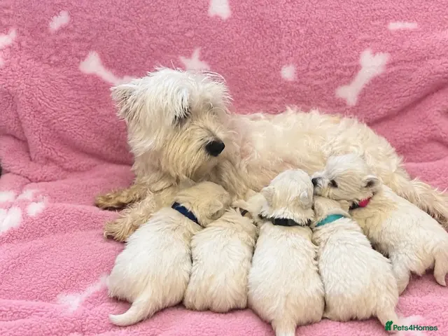 West Highland Terrier dogs Beautiful west highland terrier puppies for sale - Advert 1
