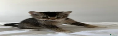 Abyssinian & Bengal Kitten 4 - Oreo