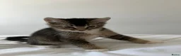 Abyssinian cats for sale: 2/6 LEFT - Abyssinian Bengal Kittens!!! - Advert 4