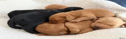 Mixed Breed dogs for sale: Beautiful double doodle puppies in Tredegar - Advert 3