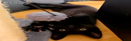 Domestic Shorthair cats for sale: ×2 Black (M) Kittens fully vax flead and dewormed - Advert 13