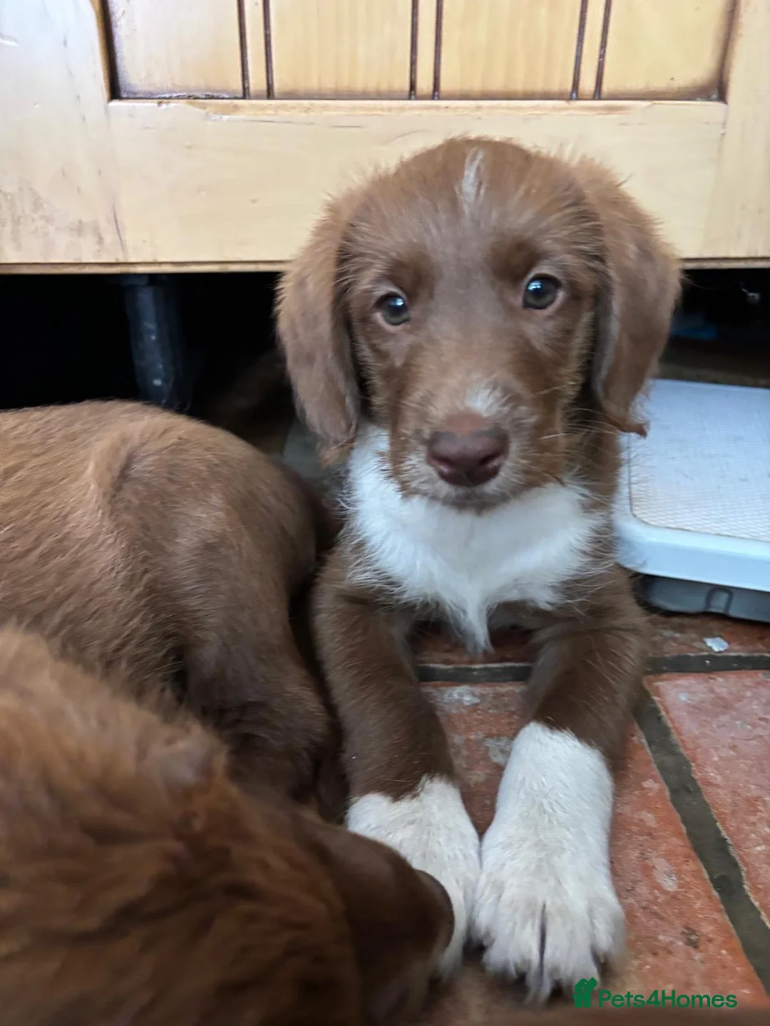 Labradoodle dogs for sale: READY NOW labradoodle pup  - Advert 8