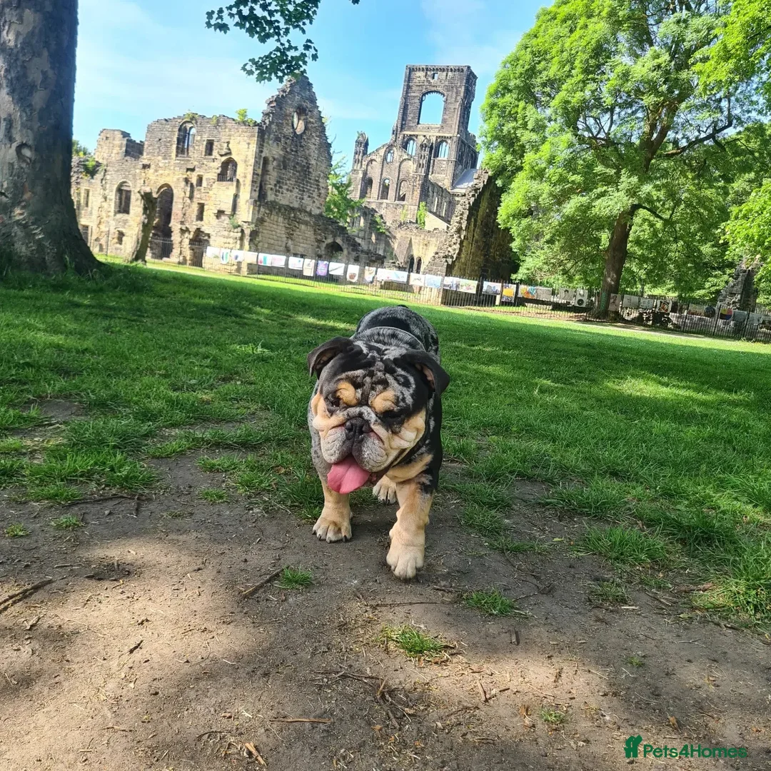 English Bulldog dogs for stud: Open for stud - proven producing fluffys.  in Leeds - Advert 2