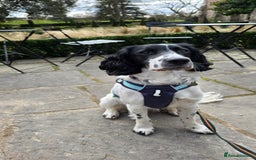 Sprocker dogs for sale: Sprocker Spaniel Lenny - Image 1