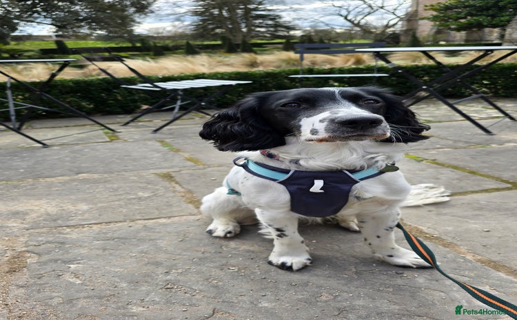 Sprocker dogs - Advert 1