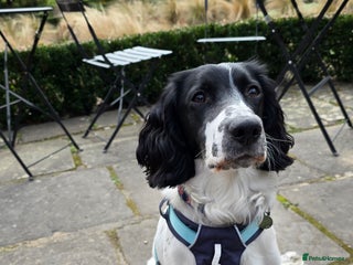 Sprocker dogs - Advert 11