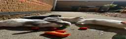 Mini Lop rabbits for sale: Stunning pure breed Mini Lops - Advert 35