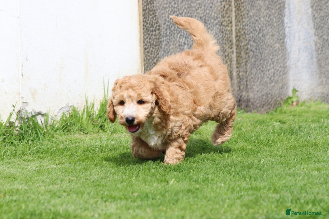 Cockapoo dogs for sale: Beautiful F1 Cockapoo puppies for sale - Image 6