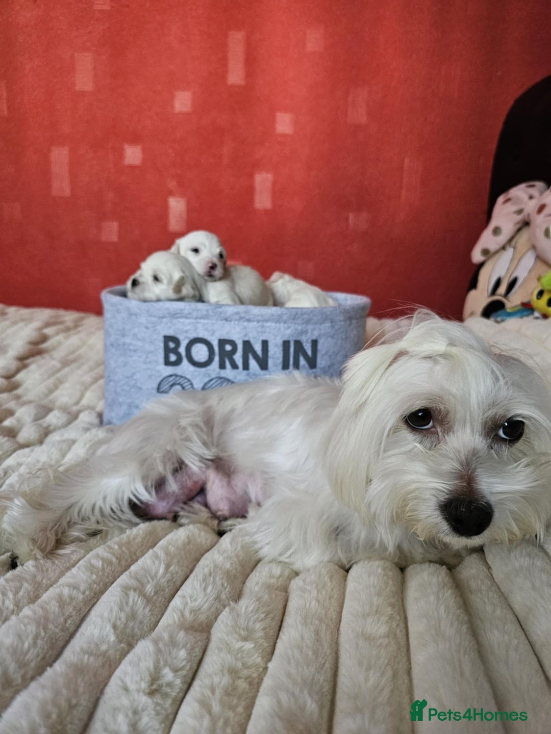Bichon Frise dogs for sale: 6 bichon maltes - Image 13