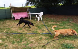 Mixed Breed dogs for adoption: An Adorable Labrador cross Boy - for a Loving Home - Image 8