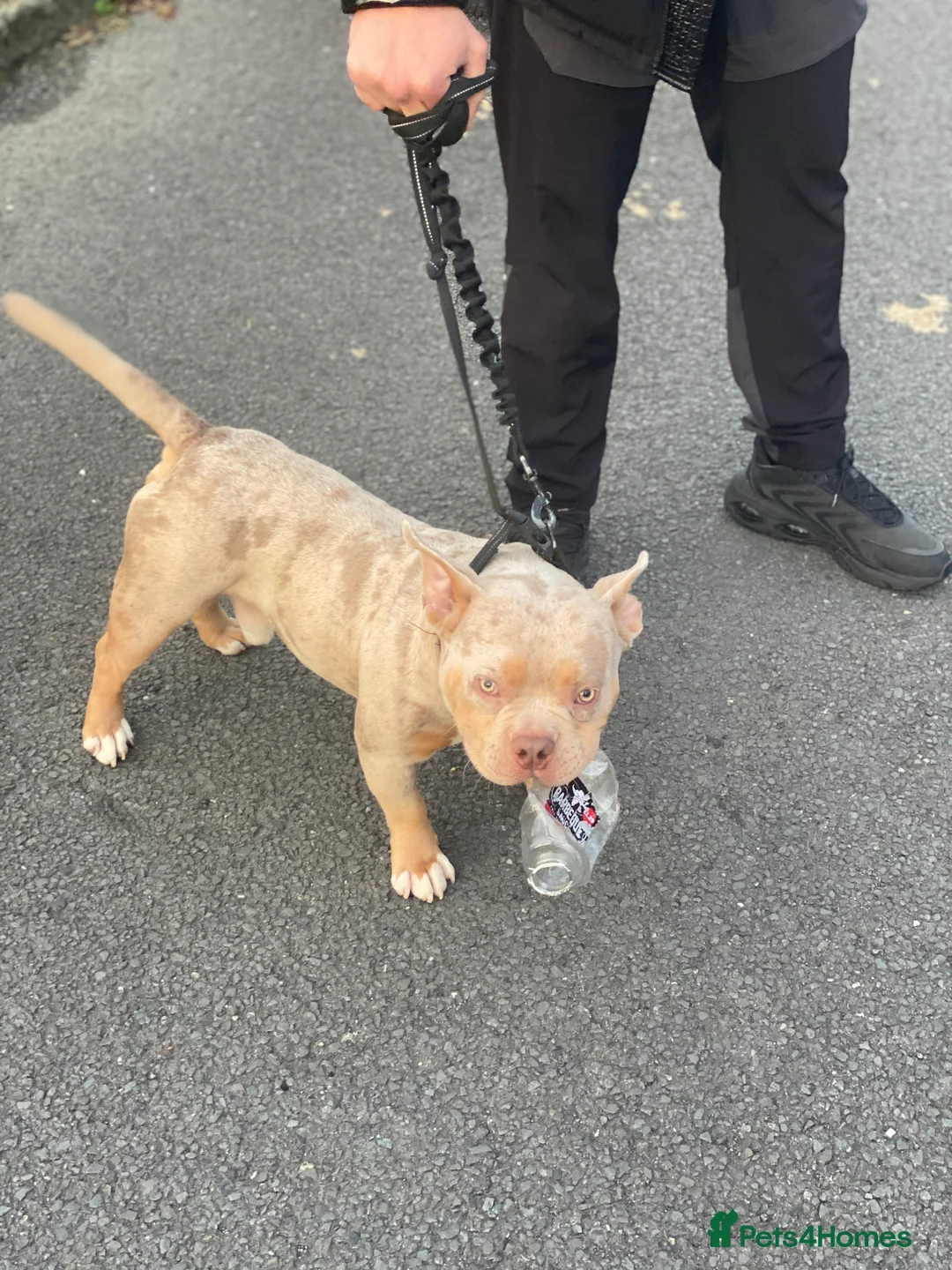 American Bully dogs for stud: Lilac tri Merle pocket bully ABKC registered in Manchester - Advert 14