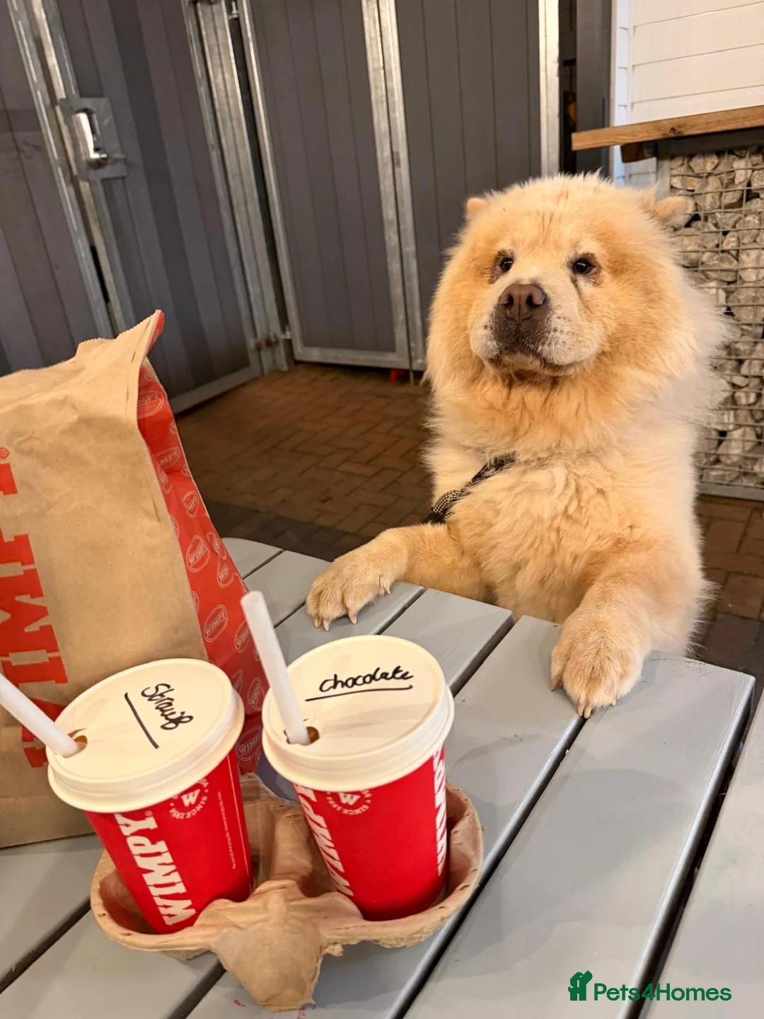Chow Chow dogs for sale: Bella the chow chow  in Stafford - Advert 2