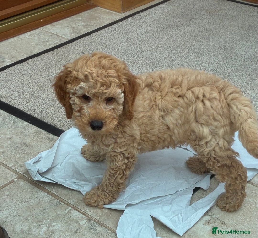 Miniature Poodle dogs for sale:  BOY MINIATURE POODLE AVAILABLE! - Image 12