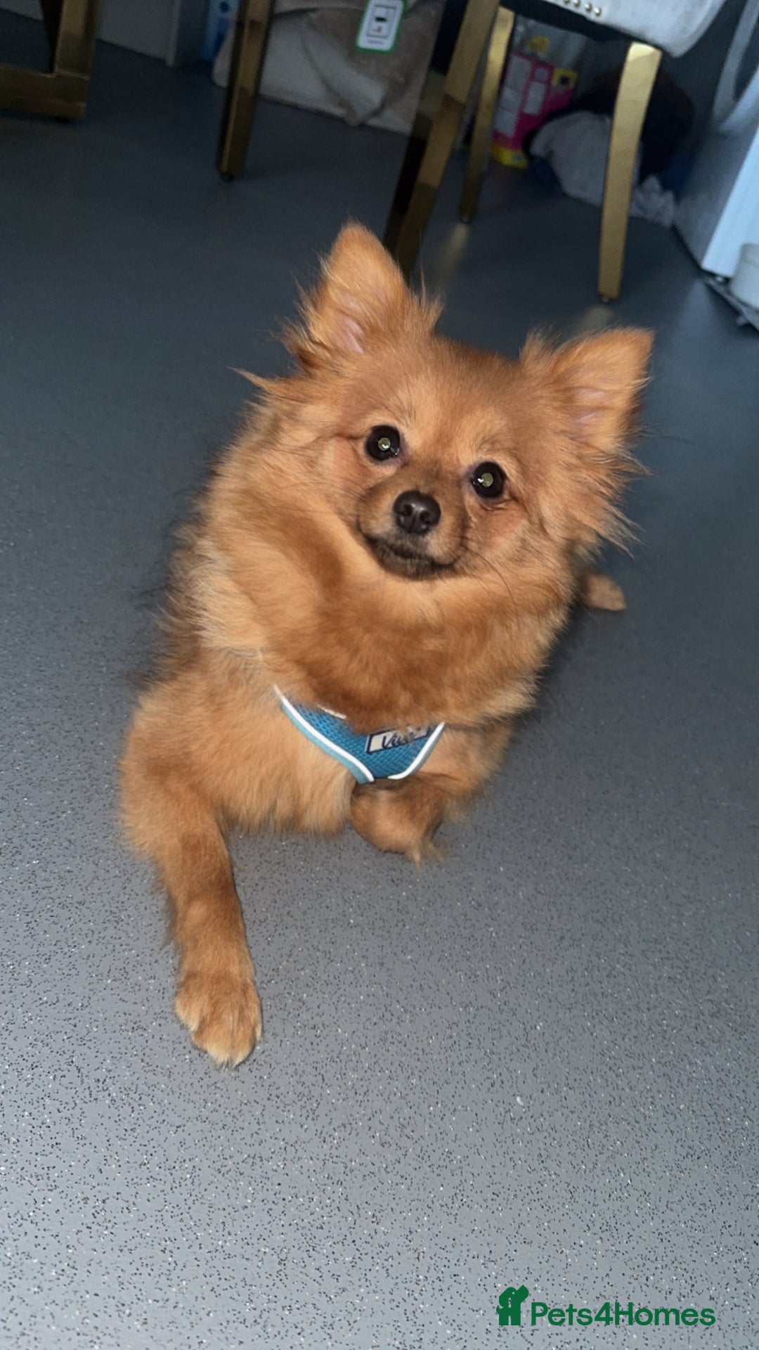 Pomeranian dogs for sale: Pomeranian - Advert 2