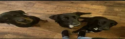 Mixed Breed dogs for sale: Kiara Loving Female Looking for a New Home - Advert 2