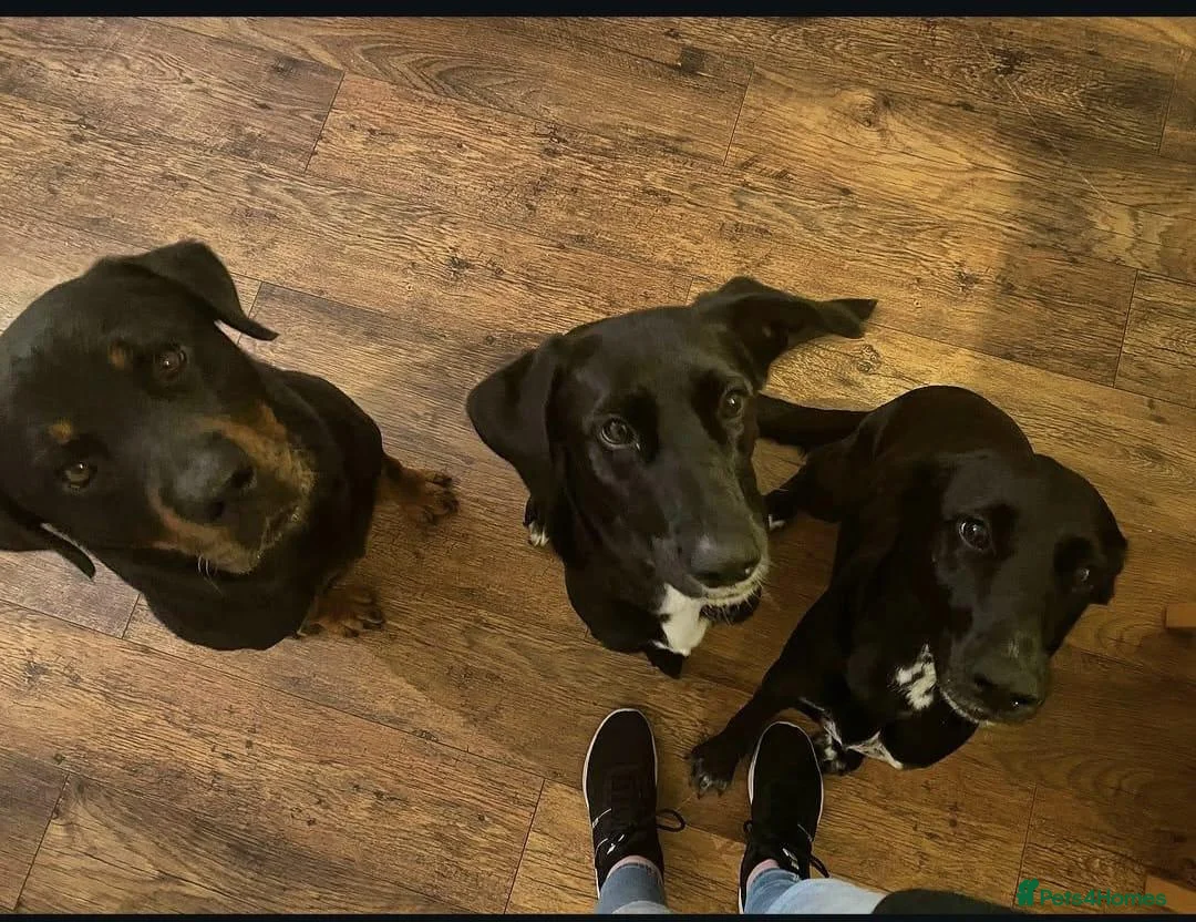 Mixed Breed dogs for sale: Kiara Loving Female Looking for a New Home - Advert 2