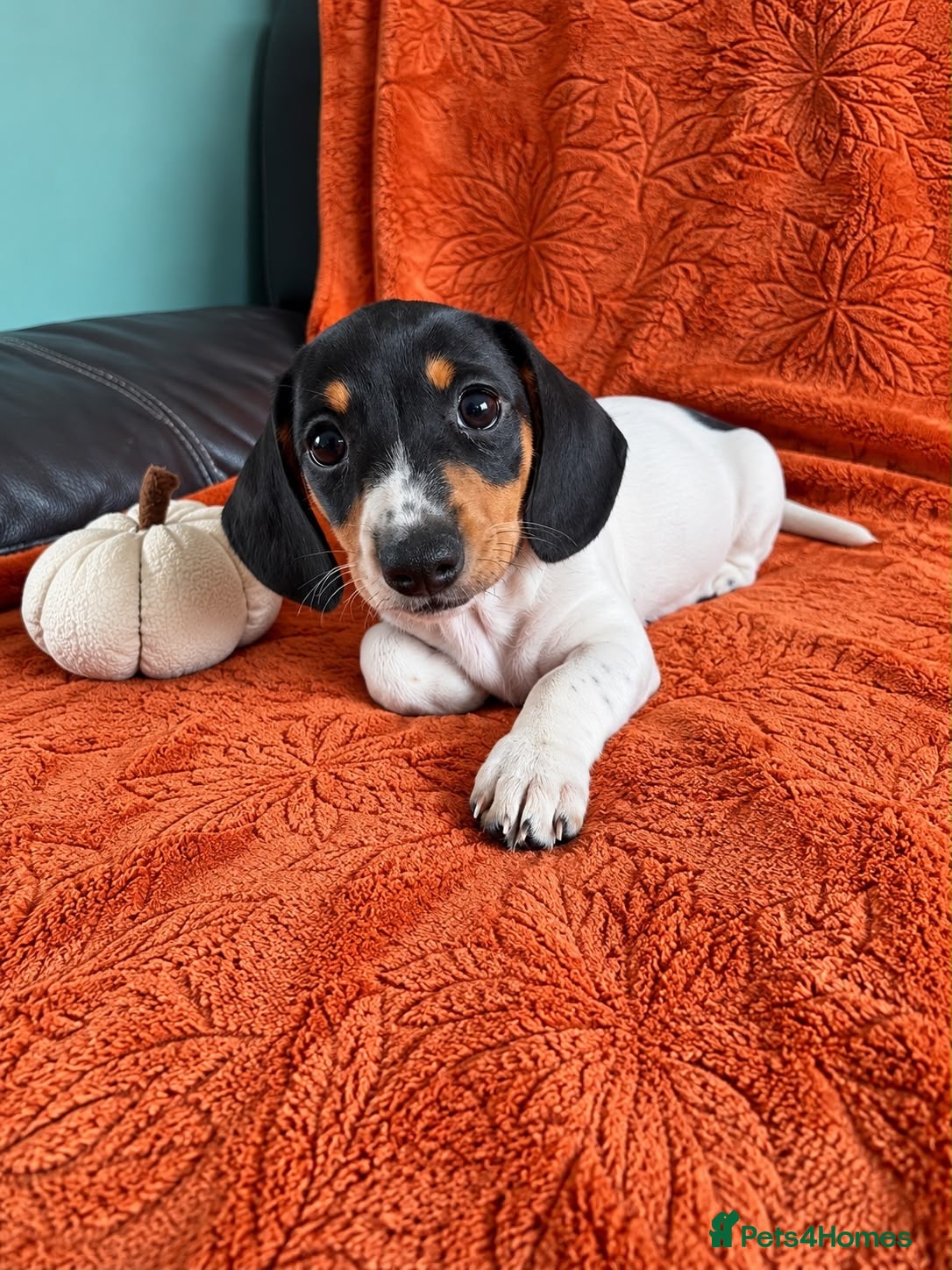 Miniature Dachshund dogs READY NOW  Mini dachshunds - Advert 9