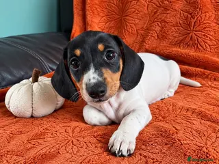 Miniature Dachshund dogs READY NOW Mini dachshunds - Advert 15