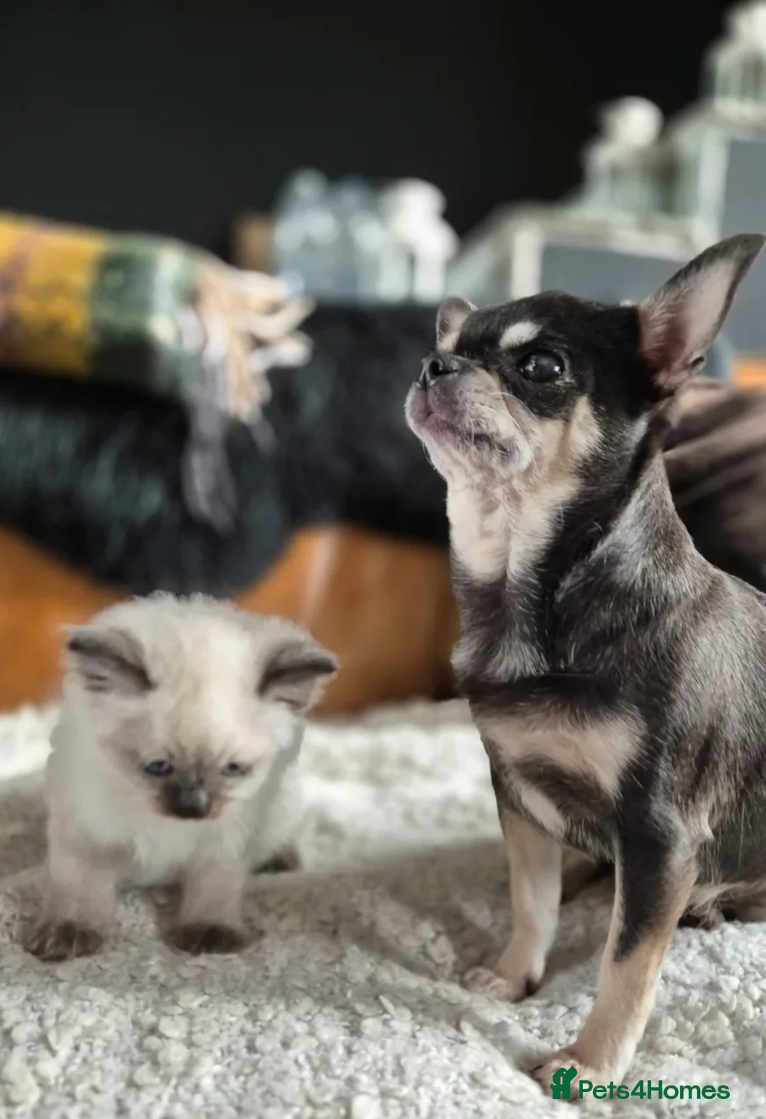 Ragdoll cats for sale: Quality Ragdoll Kittens - Advert 12