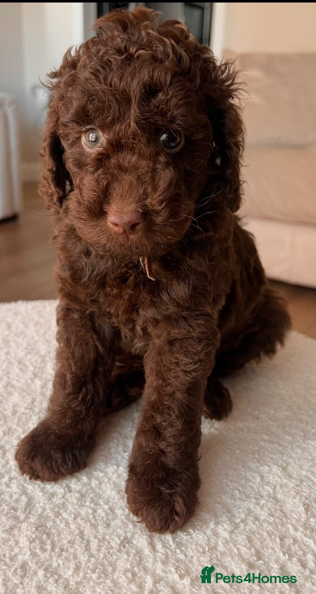 Miniature Poodle dogs 🤎 BEAUTIFUL CHOCOLATE MINIATURE POODLE BOYS 🤎 - Advert 4