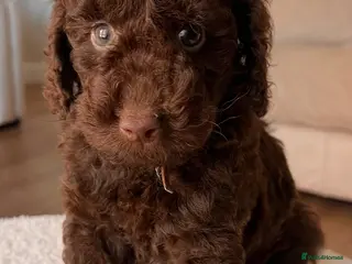 Miniature Poodle dogs 🤎 BEAUTIFUL CHOCOLATE MINIATURE POODLE BOYS 🤎 - Advert 4
