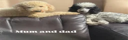 Miniature Poodle dogs for sale: miniature poodles for sale KC registered  - Advert 5