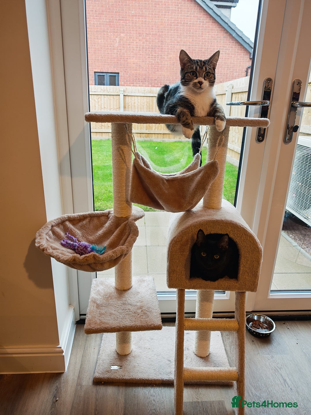 Mixed Breed cats for sale: Bonded pair of 1 year old kittens - Advert 2