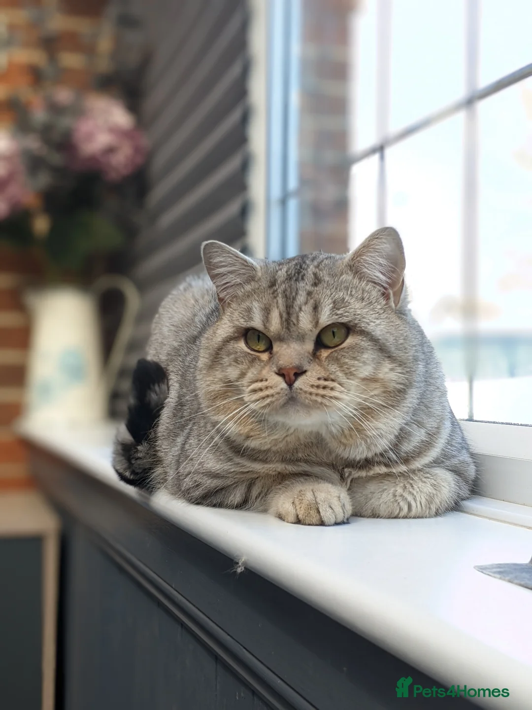 Scottish Fold cats for stud: Stud BSH in Derby - Advert 1