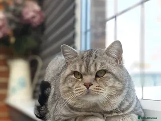 Scottish Fold cats Stud BSH in Derby - Advert 7