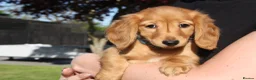 Miniature Dachshund dogs for sale: READYNOW KC cream L/H Health tested Mini Dachshund - Advert 18