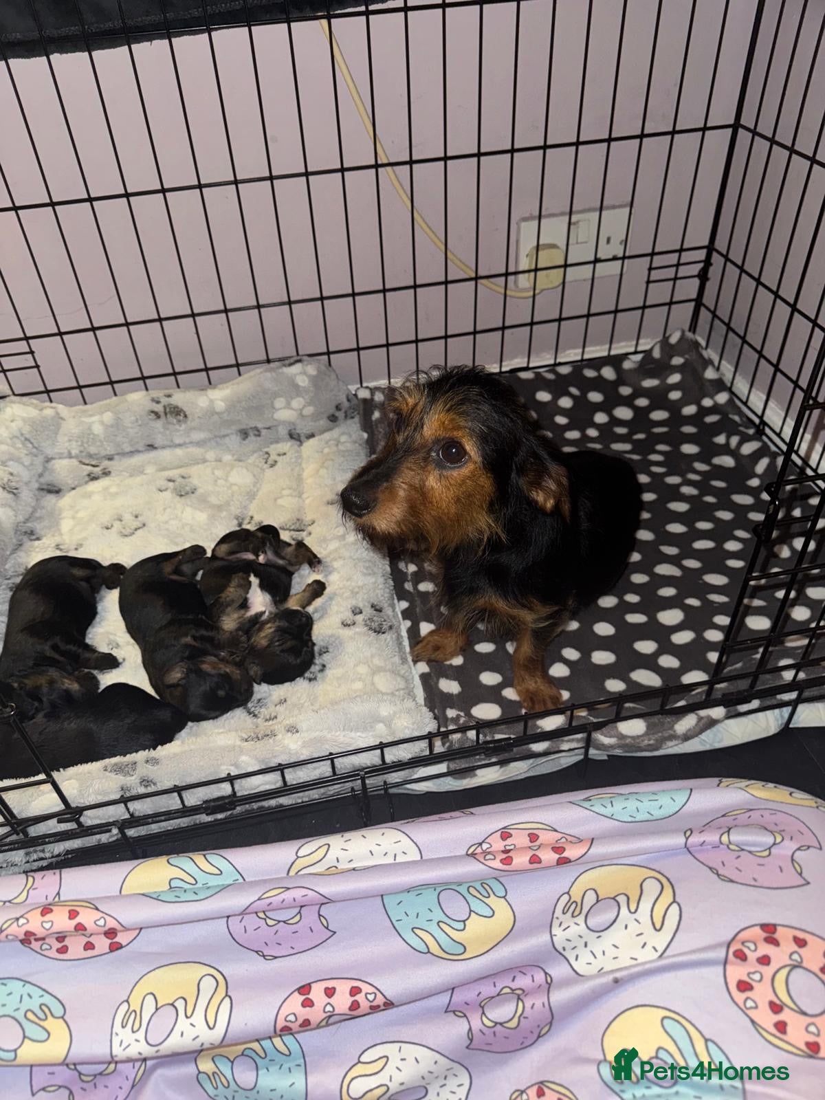 Mixed Breed dogs Dachshaund x Yorkshire cross Chihuahua x Yorkshire - Advert 1