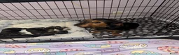 Mixed Breed dogs for sale: Dachshaund x Yorkshire cross Chihuahua x Yorkshire - Advert 1