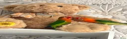 Lovebirds birds for sale: Two beautiful baby Lovebirds - Advert 6