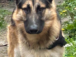 German Shepherd dogs in Newcastle upon Tyne - Advert 1