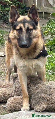 German Shepherd dogs in Newcastle upon Tyne - Advert 1