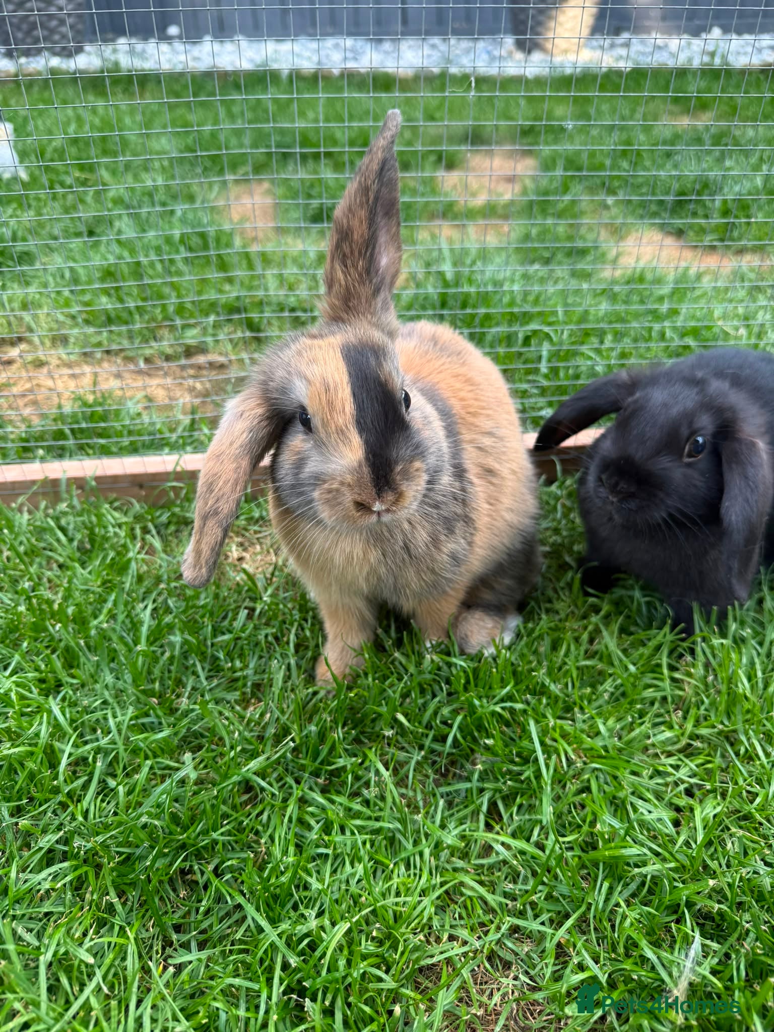 Mini Lop rabbits 5 adorable bunnies for sale  - Advert 2