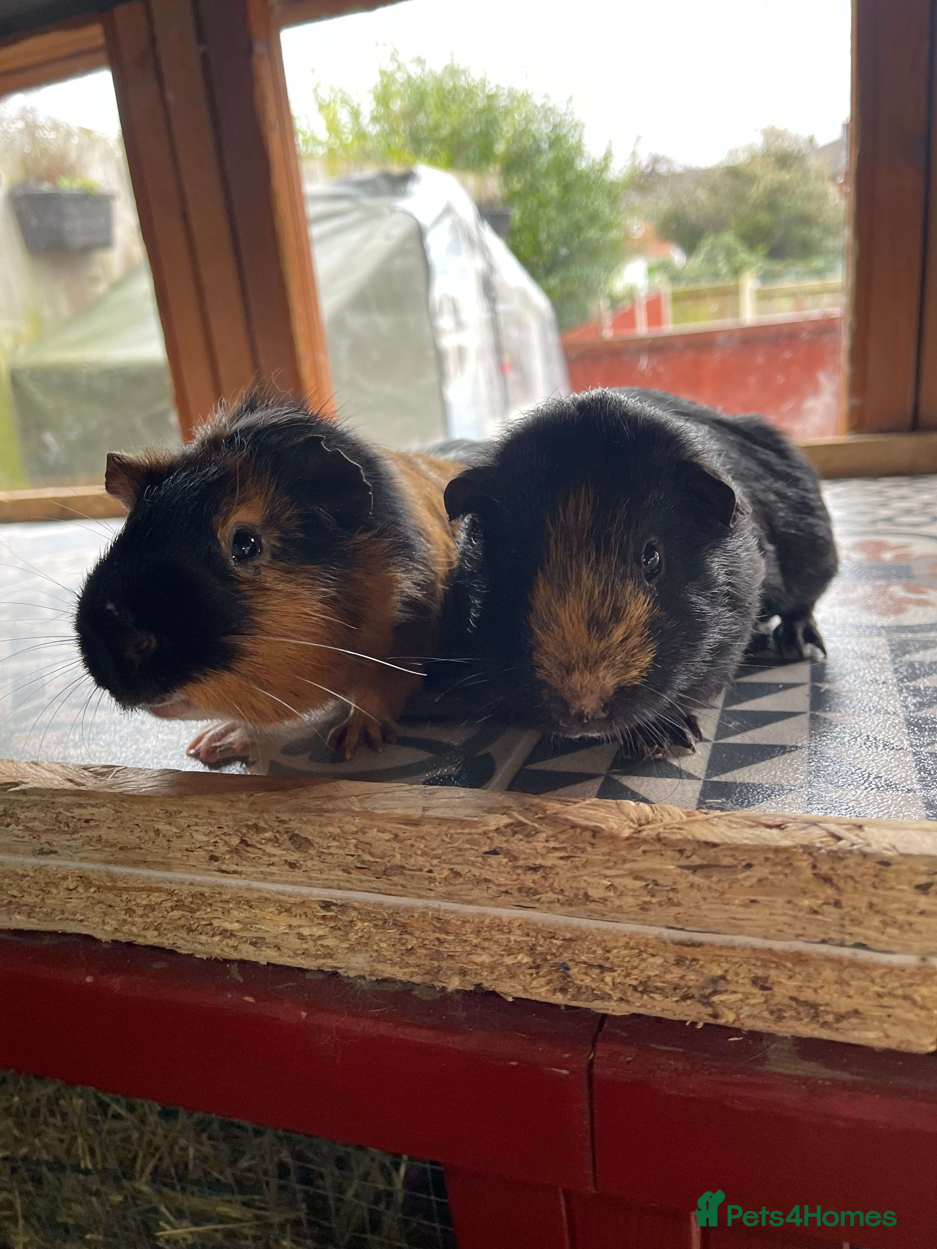 Guinea Pig rodents 10 Month Old Guinea Pigs Looking For New homes - Advert 10