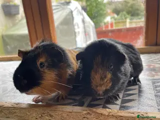 Guinea Pig rodents 10 Month Old Guinea Pigs Looking For New homes - Advert 10