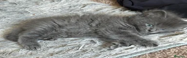 Ragcoon 2