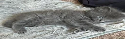 Ragcoon cats for sale: Ragcoon  - Advert 6