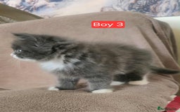Mixed Breed cats for sale: Lovely Persian mix kittens - Image 10